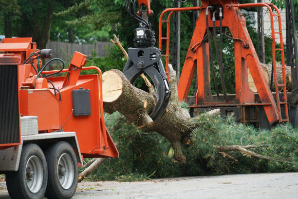 Tree Root Removal in Ragland, AL